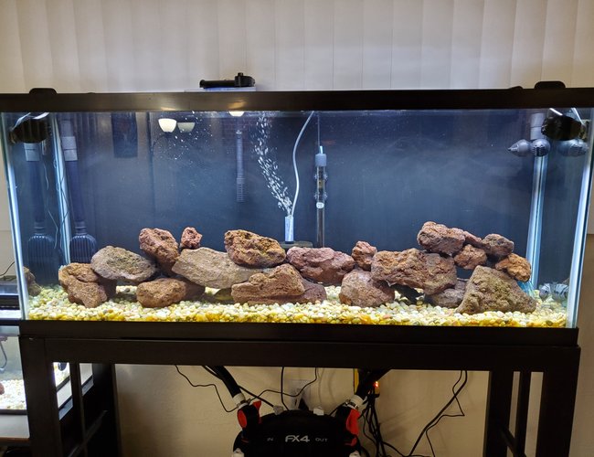 freshwater fish stocking in 55 gallons tank - Love the new set up freshwater fish stocking in 55 gallons tank - Love the new set up