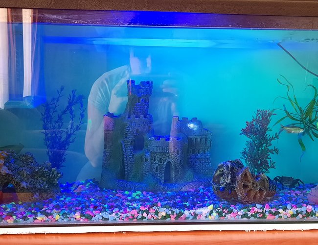 freshwater fish stocking in 26 gallons tank - My tank freshwater fish stocking in 26 gallons tank - My tank