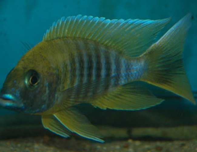 freshwater fish - aulonocara baenschi - sunshine peacock stocking in 250 gallons tank - Malawi freshwater fish - aulonocara baenschi - sunshine peacock stocking in 250 gallons tank - Malawi