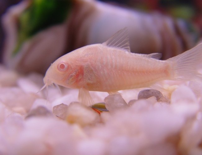 freshwater fish - corydoras aeneus - albino aeneus cory cat stocking in 20 gallons tank - Albino Corydora freshwater fish - corydoras aeneus - albino aeneus cory cat stocking in 20 gallons tank - Albino Corydora