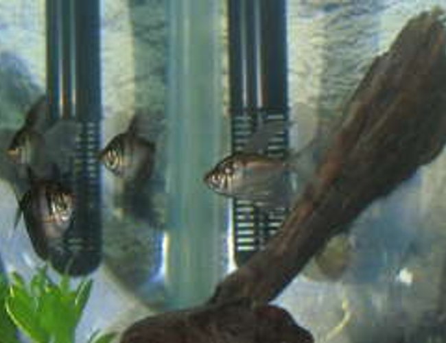 freshwater fish - nematobrycon palmeri - royal black emperor tetra stocking in 55 gallons tank - black tetras freshwater fish - nematobrycon palmeri - royal black emperor tetra stocking in 55 gallons tank - black tetras
