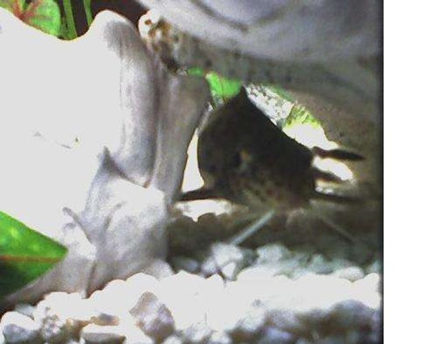 freshwater fish - synodontis nigriventris - upside down cat stocking in 46 gallons tank - Wild Caught Kitty Cat Fish freshwater fish - synodontis nigriventris - upside down cat stocking in 46 gallons tank - Wild Caught Kitty Cat Fish