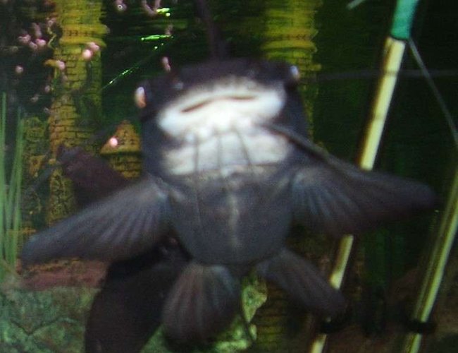 freshwater fish - arius leptaspis - salmontail catfish stocking in 90 gallons tank - salmon tail cafish freshwater fish - arius leptaspis - salmontail catfish stocking in 90 gallons tank - salmon tail cafish