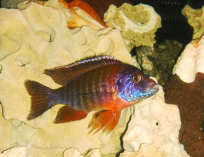 freshwater fish - aulonocara rubescens - ruby red peacock stocking in 55 gallons tank - red german peacock freshwater fish - aulonocara rubescens - ruby red peacock stocking in 55 gallons tank - red german peacock