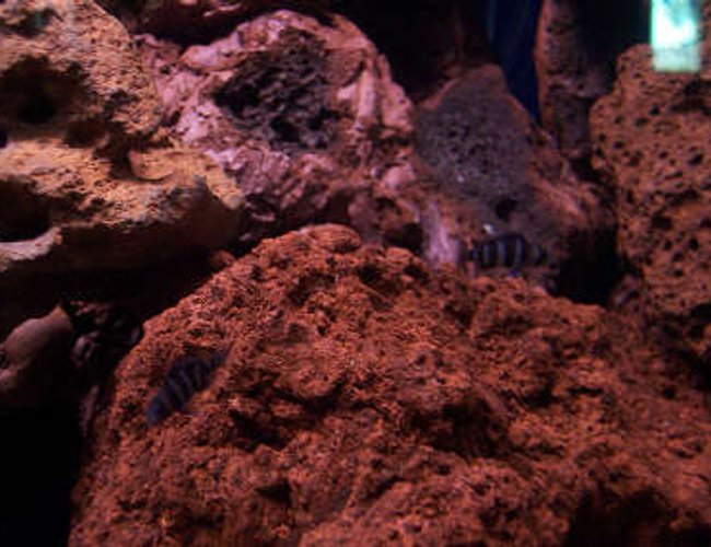 freshwater fish - cyphotilapia frontosa - frontosa cichlid stocking in 60 gallons tank - my baby frontosa freshwater fish - cyphotilapia frontosa - frontosa cichlid stocking in 60 gallons tank - my baby frontosa
