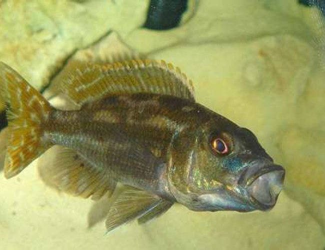 freshwater fish - herotilapia multispinosa - rainbow cichlid stocking in 55 gallons tank - SLEEPPY TOWN!!! freshwater fish - herotilapia multispinosa - rainbow cichlid stocking in 55 gallons tank - SLEEPPY TOWN!!!