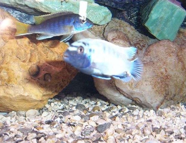 freshwater fish - pseudotropheus polit - polit cichlid stocking in 55 gallons tank - Pseudo sp. "Acei"
pseudo Polit aka king of the tank freshwater fish - pseudotropheus polit - polit cichlid stocking in 55 gallons tank - Pseudo sp. "Acei"
pseudo Polit aka king of the tank