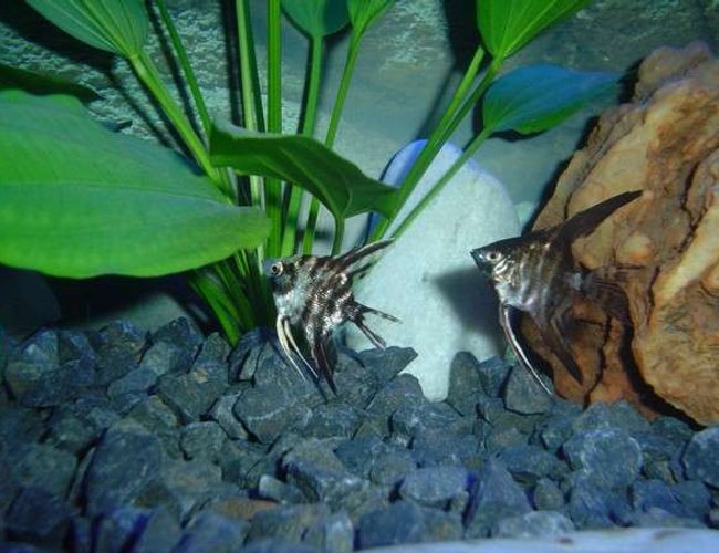 freshwater fish - pterophyllum altum - altum angel- true wild strain stocking in 25 gallons tank - My two angels freshwater fish - pterophyllum altum - altum angel- true wild strain stocking in 25 gallons tank - My two angels