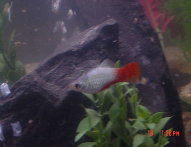 freshwater fish - chrysyptera cyanea - orangetail blue damselfish stocking in 90 gallons tank - Kaylee our Molly who has a crush on Simon our Clown Loach. freshwater fish - chrysyptera cyanea - orangetail blue damselfish stocking in 90 gallons tank - Kaylee our Molly who has a crush on Simon our Clown Loach.