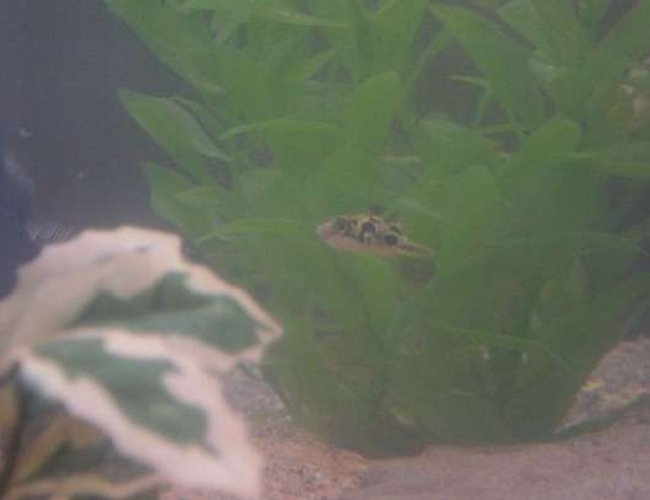 freshwater fish - carinotetraodon travancoricus - dwarf puffer stocking in 90 gallons tank - Napoleon Bonaparte (a.k.a. "Nib") Our dwarf puffer, who has a HUGE little man's complex. freshwater fish - carinotetraodon travancoricus - dwarf puffer stocking in 90 gallons tank - Napoleon Bonaparte (a.k.a. "Nib") Our dwarf puffer, who has a HUGE little man's complex.