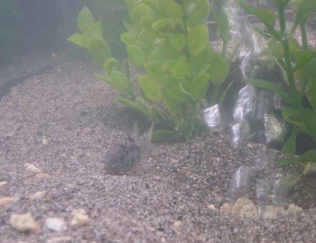 freshwater fish - corydoras elegans - elegans cory cat stocking in 90 gallons tank - Can you find Cory? freshwater fish - corydoras elegans - elegans cory cat stocking in 90 gallons tank - Can you find Cory?