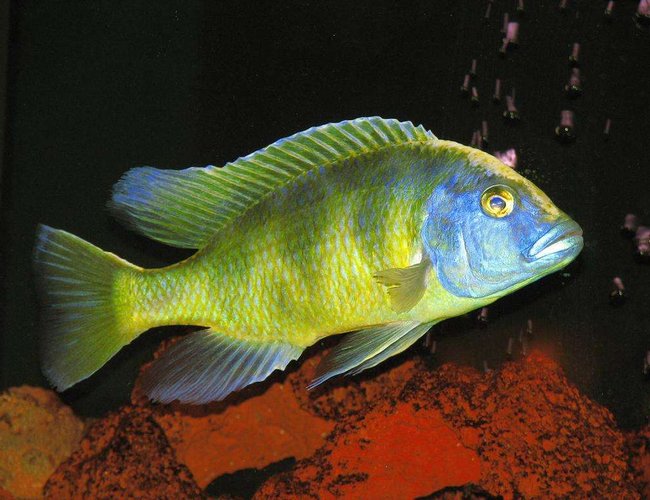 freshwater fish - nimbochromis venustus - venustus cichlid stocking in 50 gallons tank - Nimbochromis Venustus - Male freshwater fish - nimbochromis venustus - venustus cichlid stocking in 50 gallons tank - Nimbochromis Venustus - Male