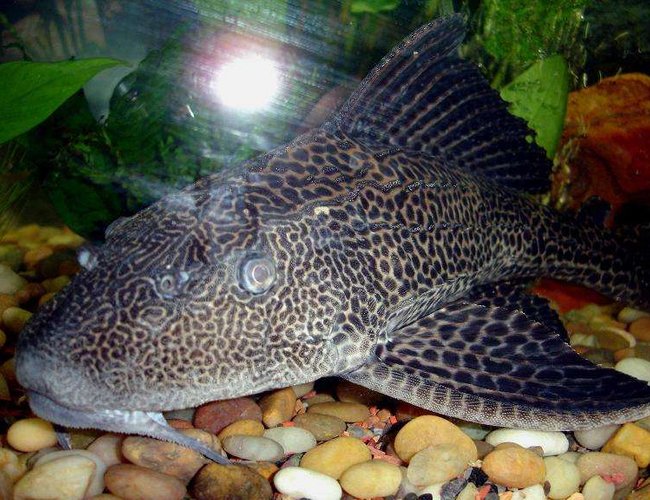 freshwater fish - glyptoperichthys gibbiceps - sailfin pleco (l-83) stocking in 72 gallons tank - Huge 19'' Pleco!!! freshwater fish - glyptoperichthys gibbiceps - sailfin pleco (l-83) stocking in 72 gallons tank - Huge 19'' Pleco!!!