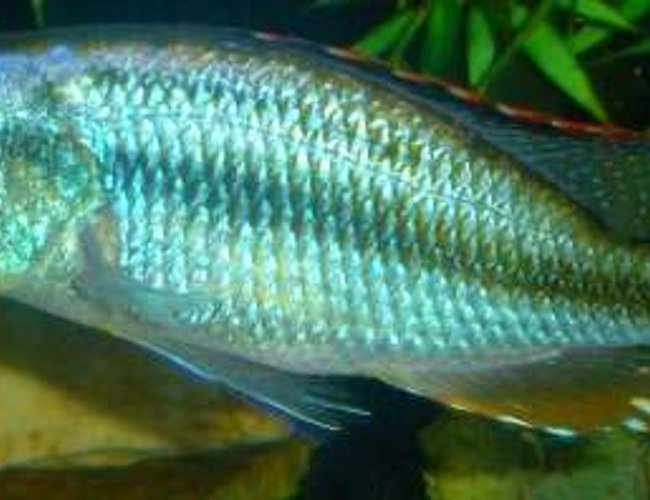 freshwater fish - dimidiochromis compressiceps - compressiceps cichlid stocking in 60 gallons tank - D.compressiceps 7" freshwater fish - dimidiochromis compressiceps - compressiceps cichlid stocking in 60 gallons tank - D.compressiceps 7"