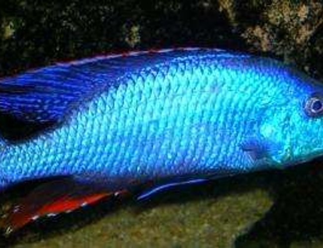 freshwater fish - dimidiochromis compressiceps - compressiceps cichlid stocking in 60 gallons tank - D.compressiceps dominant male 11" freshwater fish - dimidiochromis compressiceps - compressiceps cichlid stocking in 60 gallons tank - D.compressiceps dominant male 11"