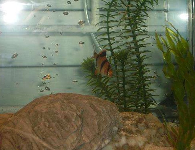 freshwater fish - puntius tetrazona - tiger barb stocking in 10 gallons tank - tiger barb freshwater fish - puntius tetrazona - tiger barb stocking in 10 gallons tank - tiger barb