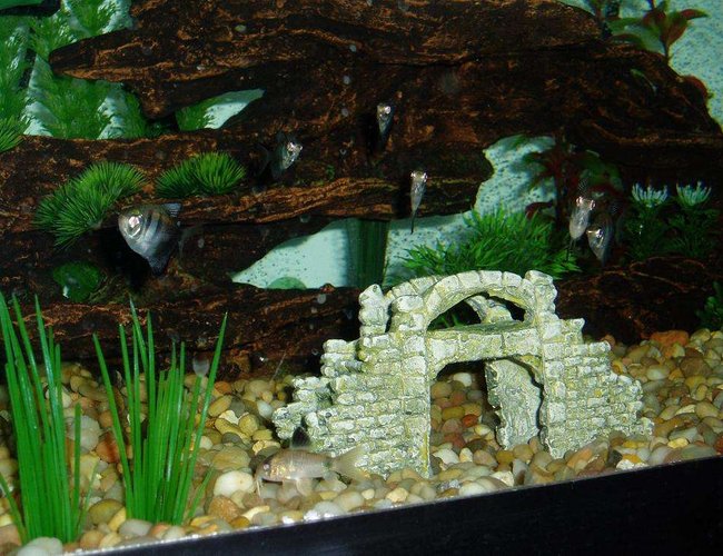 freshwater fish - gymnocorymbus sp. - black skirt tetra stocking in 50 gallons tank - Meet the Black Skirt Tetras, all 6 of them staring at you. 1 of the Panda Corydoras in the gravel. And if you look closely, there's a Cardinal Tetra in the driftwood cave above the Panda. freshwater fish - gymnocorymbus sp. - black skirt tetra stocking in 50 gallons tank - Meet the Black Skirt Tetras, all 6 of them staring at you. 1 of the Panda Corydoras in the gravel. And if you look closely, there's a Cardinal Tetra in the driftwood cave above the Panda.