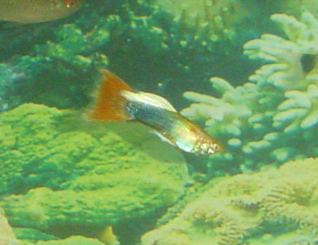 freshwater fish - poecilia reticulata - red cobra delta guppy stocking in 29 gallons tank - Neptune! my fancy male Guppie freshwater fish - poecilia reticulata - red cobra delta guppy stocking in 29 gallons tank - Neptune! my fancy male Guppie