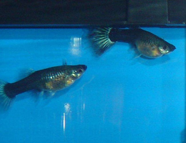 freshwater fish - poecilia reticulata - blue delta guppy stocking in 29 gallons tank - my female guppie Budda and friend.Looks like she is going to blow out baby fry anytime,but I feel like ive been waiting forever! freshwater fish - poecilia reticulata - blue delta guppy stocking in 29 gallons tank - my female guppie Budda and friend.Looks like she is going to blow out baby fry anytime,but I feel like ive been waiting forever!