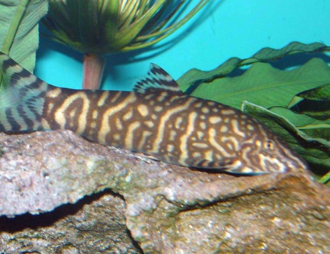 freshwater fish - botia lohachata - lohachata botia loach stocking in 150 gallons tank - 4-1/2" Yo Yo Loach (Botia almorhae). Very active not shy around his Cichlid tankmates. freshwater fish - botia lohachata - lohachata botia loach stocking in 150 gallons tank - 4-1/2" Yo Yo Loach (Botia almorhae). Very active not shy around his Cichlid tankmates.