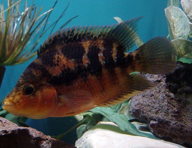 freshwater fish - herichthys cynoguttatus - texas cichlid stocking in 150 gallons tank - 2nd picture of this hybrid fish.
Red Devil/Texas Cross. 4" long freshwater fish - herichthys cynoguttatus - texas cichlid stocking in 150 gallons tank - 2nd picture of this hybrid fish.
Red Devil/Texas Cross. 4" long