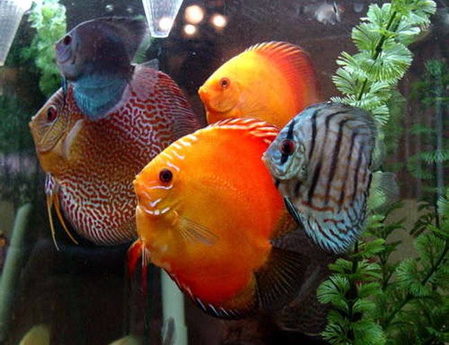 freshwater fish - symphysodon sp. - red marlboro discus stocking in 60 gallons tank - A Few of our Discus. Blue Daimond, Checkerboard, Red Scarlet, Pigeon Blood, and Brilliant Blue Discus. freshwater fish - symphysodon sp. - red marlboro discus stocking in 60 gallons tank - A Few of our Discus. Blue Daimond, Checkerboard, Red Scarlet, Pigeon Blood, and Brilliant Blue Discus.