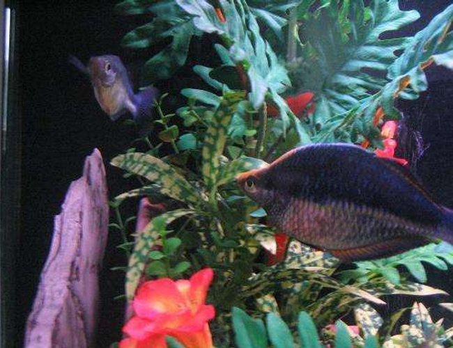 freshwater fish - hemigrammus ocellifer - head and tail light tetra stocking in 45 gallons tank - My Romantic Rainbow couple.. They can't get enough of each other. :) freshwater fish - hemigrammus ocellifer - head and tail light tetra stocking in 45 gallons tank - My Romantic Rainbow couple.. They can't get enough of each other. :)