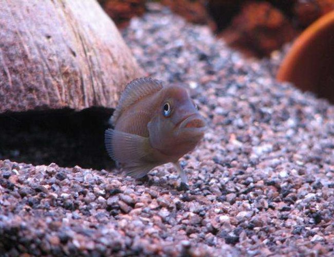 freshwater fish - steatocranus casuarius - buffalo head cichlid stocking in 50 gallons tank - Buffalo head - Steatocranus casuarius freshwater fish - steatocranus casuarius - buffalo head cichlid stocking in 50 gallons tank - Buffalo head - Steatocranus casuarius