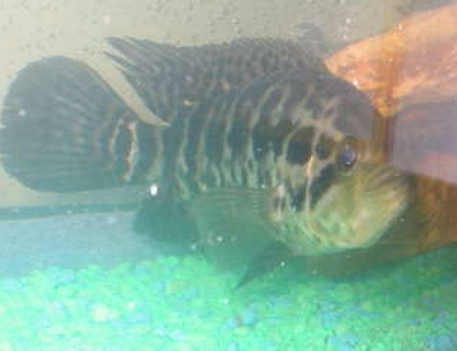 freshwater fish - nandopsis managuense - managuense cichlid stocking in 29 gallons tank - managuense freshwater fish - nandopsis managuense - managuense cichlid stocking in 29 gallons tank - managuense