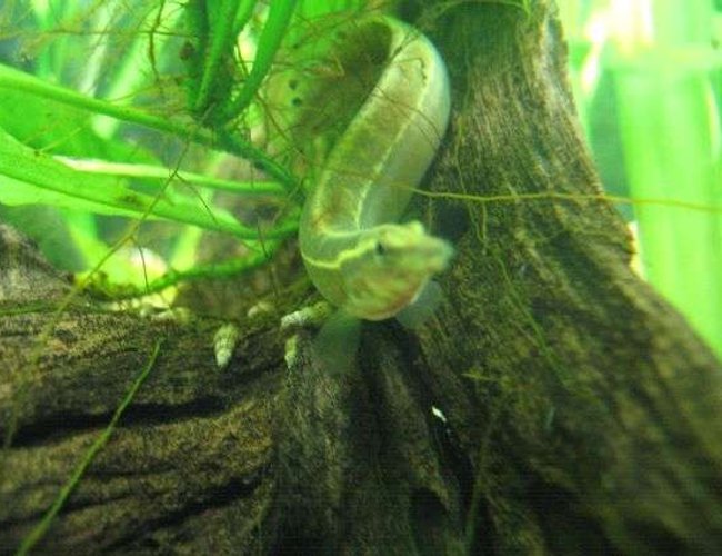 freshwater fish - mastacembelus erythrotaenia - fire eel stocking in 40 gallons tank - the peacock spiny eel called steve, named after steve irwins death freshwater fish - mastacembelus erythrotaenia - fire eel stocking in 40 gallons tank - the peacock spiny eel called steve, named after steve irwins death