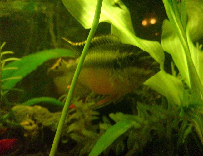 freshwater fish - pelvicachromis pulcher - kribensis cichlid stocking in 15 gallons tank - My Male Kribensis Cichlid freshwater fish - pelvicachromis pulcher - kribensis cichlid stocking in 15 gallons tank - My Male Kribensis Cichlid