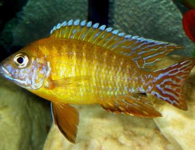 freshwater fish - aulonocara stuartgranti - orange peacock stocking in 40 gallons tank - My Dominant Male Maleri Peacock freshwater fish - aulonocara stuartgranti - orange peacock stocking in 40 gallons tank - My Dominant Male Maleri Peacock
