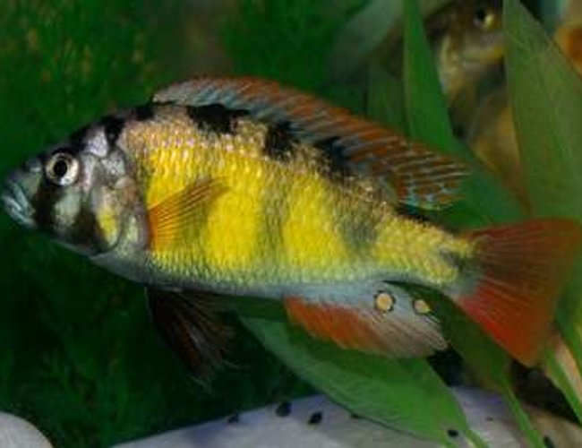 freshwater fish - haplochromis sp. 44 - red tail stocking in 40 gallons tank - King Of My 40 Gallon Tank.....Lake Victorian Haplochromis SP44 "Thick Skin" freshwater fish - haplochromis sp. 44 - red tail stocking in 40 gallons tank - King Of My 40 Gallon Tank.....Lake Victorian Haplochromis SP44 "Thick Skin"