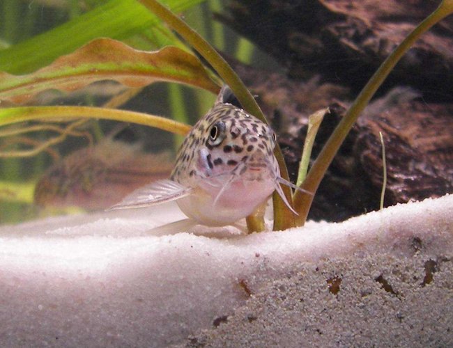 freshwater fish - corydoras ornatus - ornate cory cat stocking in 20 gallons tank - My Lovely Corydoras Trilineatus freshwater fish - corydoras ornatus - ornate cory cat stocking in 20 gallons tank - My Lovely Corydoras Trilineatus