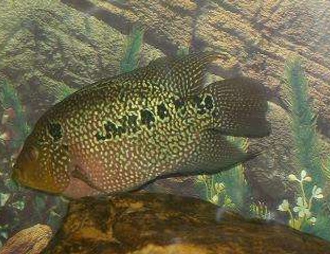 freshwater fish - herichthys carpinte - green texas cichlid stocking in 50 gallons tank - Flowerhorn freshwater fish - herichthys carpinte - green texas cichlid stocking in 50 gallons tank - Flowerhorn