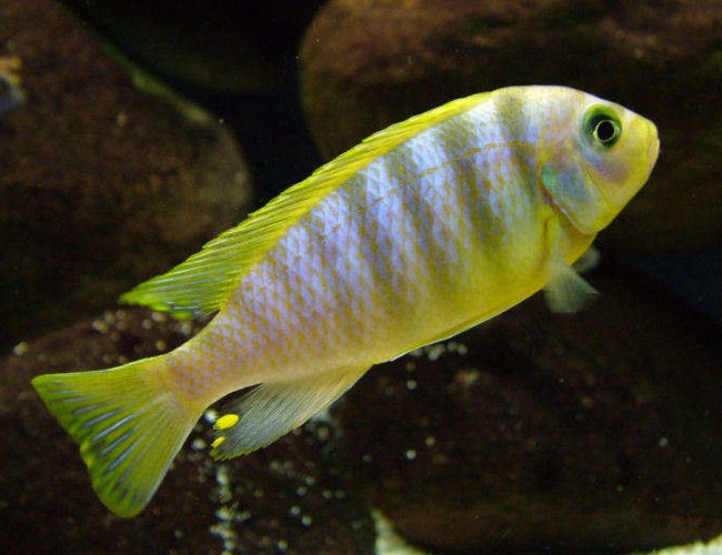 freshwater fish - pseudotropheus aurora - aurora cichlid stocking in 50 gallons tank - Pseudotropheus aurora male freshwater fish - pseudotropheus aurora - aurora cichlid stocking in 50 gallons tank - Pseudotropheus aurora male