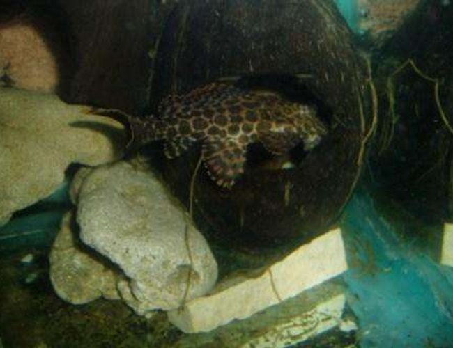 freshwater fish - pseudoacanthicus leopardus - redtail leopard pleco (l-114) stocking in 70 gallons tank - pleco grotte freshwater fish - pseudoacanthicus leopardus - redtail leopard pleco (l-114) stocking in 70 gallons tank - pleco grotte