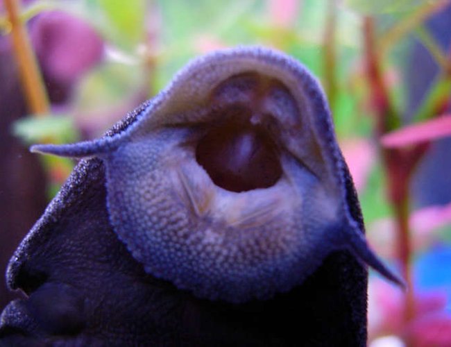 freshwater fish - glyptoperichthys gibbiceps - sailfin pleco (l-83) stocking in 20 gallons tank - Pleco freshwater fish - glyptoperichthys gibbiceps - sailfin pleco (l-83) stocking in 20 gallons tank - Pleco