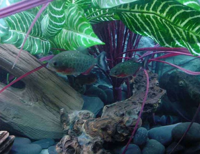 freshwater fish - pygocentrus nattereri - redbellied pirhana stocking in 90 gallons tank - Juvenile Piranha From The Top freshwater fish - pygocentrus nattereri - redbellied pirhana stocking in 90 gallons tank - Juvenile Piranha From The Top