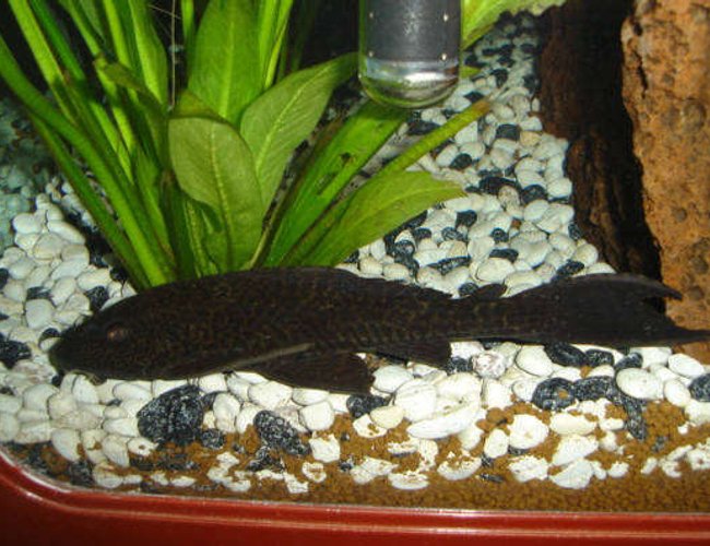 freshwater fish - glyptoperichthys gibbiceps - sailfin pleco stocking in 45 gallons tank - My pleco. freshwater fish - glyptoperichthys gibbiceps - sailfin pleco stocking in 45 gallons tank - My pleco.