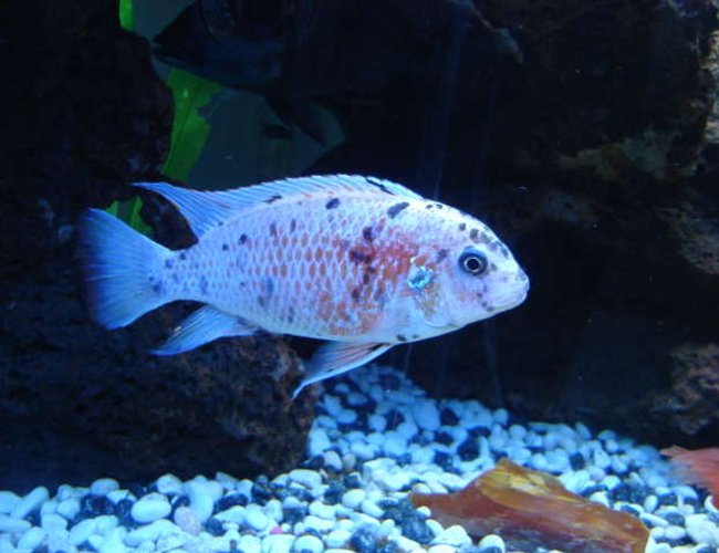 freshwater fish - labeotropheus fuelleborni - fuelleborni cichlid stocking in 45 gallons tank - One of my freshwater fish. freshwater fish - labeotropheus fuelleborni - fuelleborni cichlid stocking in 45 gallons tank - One of my freshwater fish.