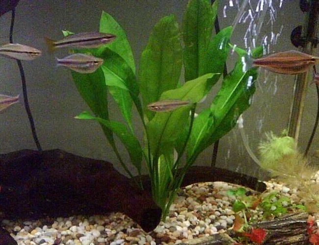 freshwater fish - melanotaenia trifasciata - banded rainbowfish stocking in 100 gallons tank - 5 x melanotaenia trifasciata
two males (right)
three females (lower two on the left, one in the middle)
2 x melanotaenia nigrans
two females (higher two on the left) freshwater fish - melanotaenia trifasciata - banded rainbowfish stocking in 100 gallons tank - 5 x melanotaenia trifasciata
two males (right)
three females (lower two on the left, one in the middle)
2 x melanotaenia nigrans
two females (higher two on the left)