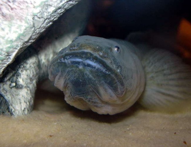 freshwater fish - gobioides broussonnetii - prehistoric dragon goby stocking in 150 gallons tank - Actually brackish.. 11.5" Violet Goby freshwater fish - gobioides broussonnetii - prehistoric dragon goby stocking in 150 gallons tank - Actually brackish.. 11.5" Violet Goby