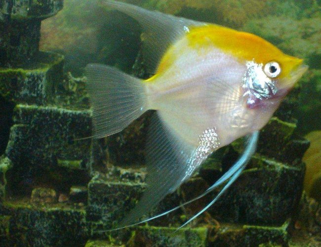 freshwater fish - pterophyllum sp. - white blushing angel stocking in 110 gallons tank - the big baby freshwater fish - pterophyllum sp. - white blushing angel stocking in 110 gallons tank - the big baby