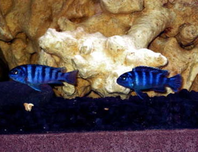 freshwater fish - pseudotropheus demasoni - demasoni cichlid stocking in 32767 gallons tank - Deep Blue freshwater fish - pseudotropheus demasoni - demasoni cichlid stocking in 32767 gallons tank - Deep Blue