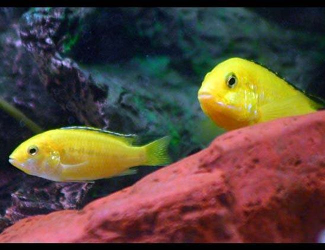 freshwater fish - labidochromis caeruleus - electric yellow cichlid stocking in 40 gallons tank - electric yellows freshwater fish - labidochromis caeruleus - electric yellow cichlid stocking in 40 gallons tank - electric yellows