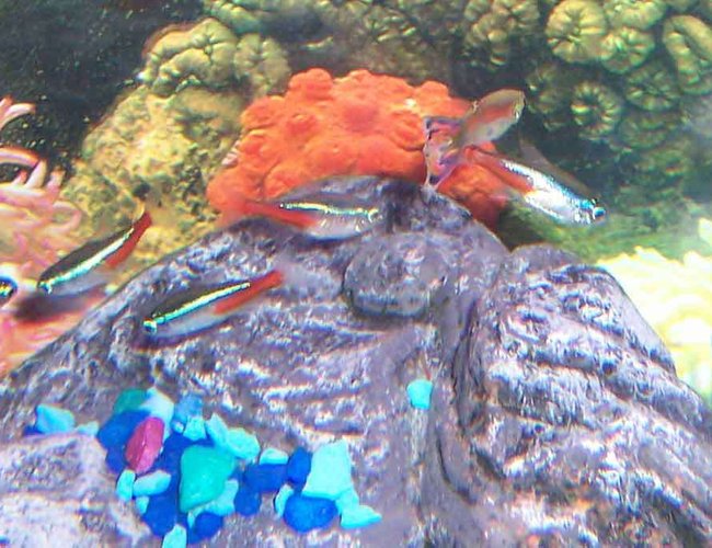 freshwater fish - paracheirodon innesi - neon tetra jumbo stocking in 55 gallons tank - neons and a black molly and a guppy lol freshwater fish - paracheirodon innesi - neon tetra jumbo stocking in 55 gallons tank - neons and a black molly and a guppy lol