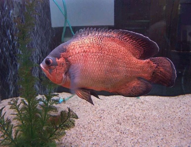 freshwater fish - astronotus ocellatus - red oscar stocking in 33 gallons tank - large oscars freshwater fish - astronotus ocellatus - red oscar stocking in 33 gallons tank - large oscars