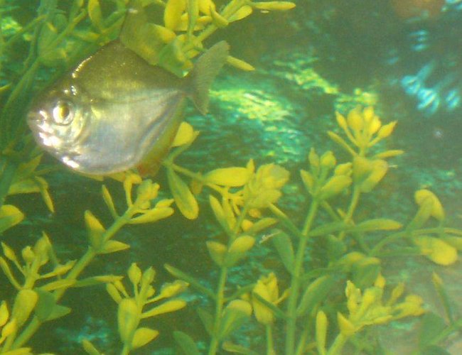 freshwater fish - metynnis argenteus - silver dollar stocking in 110 gallons tank - my silver dollar freshwater fish - metynnis argenteus - silver dollar stocking in 110 gallons tank - my silver dollar