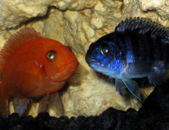 freshwater fish - aulonocara sp. - strawberry peacock cichlid stocking in 32767 gallons tank - Cave Buddies freshwater fish - aulonocara sp. - strawberry peacock cichlid stocking in 32767 gallons tank - Cave Buddies